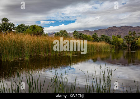 Parc Agua Caliente est un monument historique de Tucson alimenté par une des sources chaudes. Banque D'Images