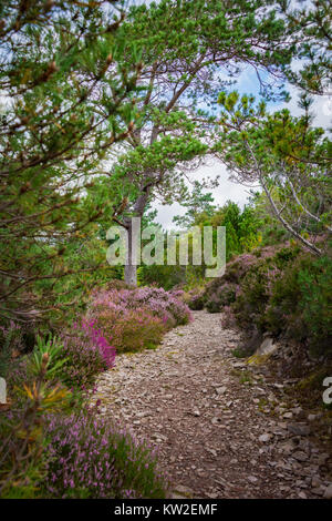 Chemin bordé de fleurs de mauve et de pin sylvestre Heather Banque D'Images