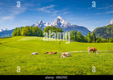 Paysage d'été idyllique dans les Alpes avec des vaches qui paissent sur les pâturages de montagne verte fraîche et enneigés des montagnes en arrière-plan Banque D'Images