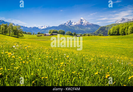 Paysage idyllique dans les Alpes avec des prairies vertes et de fleurs et les sommets des montagnes enneigées en arrière-plan Banque D'Images