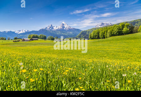 Paysage idyllique dans les Alpes avec des prairies vertes et de fleurs et les sommets des montagnes enneigées en arrière-plan Banque D'Images