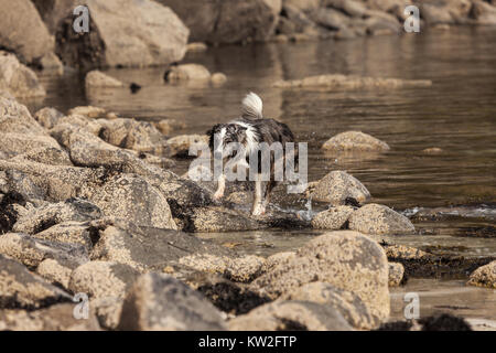 Border Collie playing on beach Banque D'Images