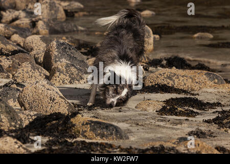 Border Collie playing on beach Banque D'Images