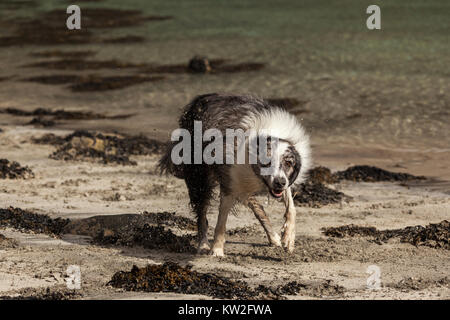 Border Collie playing on beach Banque D'Images