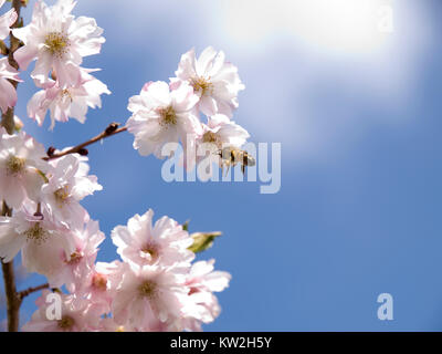 Une abeille prise en plein vol la collecte de nectar d'une fleur de printemps. Banque D'Images