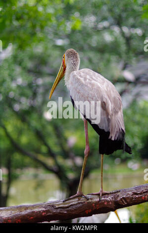 Une Cigogne blanche Ciconia garde-corps pont assis sur de mauvais jours. cigogne. Banque D'Images