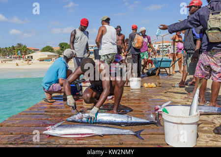 Les pêcheurs locaux, la préparation des poissons fraîchement pêchés à la vente sur la jetée en bois à Santa Maria, île de Sal, Salina, Cap Vert, Afrique Banque D'Images