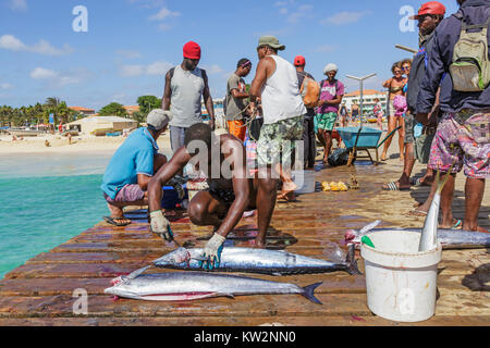 Les pêcheurs locaux l'éviscération et la vente des poissons fraîchement pêchés sur la jetée en bois à Santa Maria, île de Sal, Salina, Cap Vert, Afrique Banque D'Images