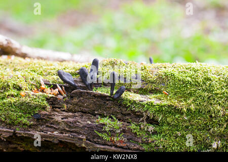 Champignons noirs-parasites Xylaria polymorpha sur l'arbre abattu. Noirou, champignons champignons saprophytes avec mousse verte Banque D'Images