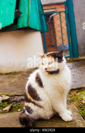 Beau chat calico avec yeux jaunes siège au jardin Banque D'Images