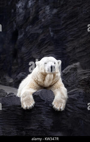 Ours blanc sur les rochers, l'ours polaire couché situé sur un rocher Banque D'Images