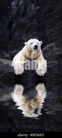 Ours blanc sur les rochers, l'ours polaire couché situé sur un rocher, qui se reflète dans l'eau Banque D'Images