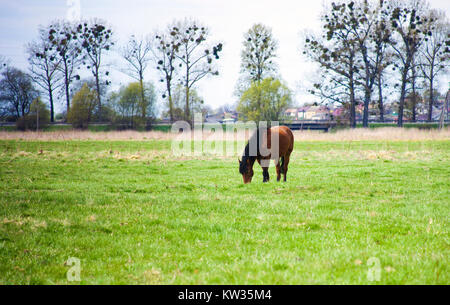 Cheval brun avec crinière noire le pâturage dans le domaine près de village contre le ciel bleu Banque D'Images