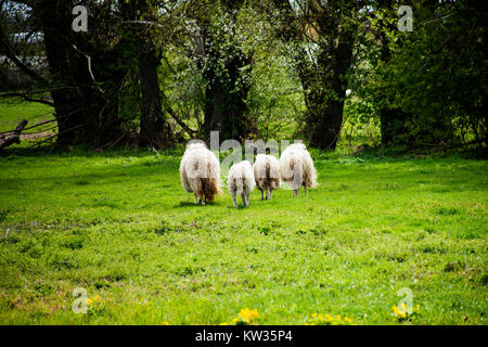 Troupeau de moutons de promenades à travers les arbres à green meadow Banque D'Images