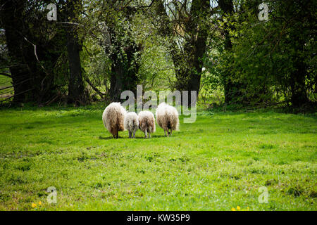 Troupeau de moutons de promenades à travers les arbres à green meadow Banque D'Images