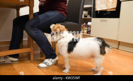 Jack Russell Terrier en attente de traitement à côté de maître assis à table sur un plancher en bois à la maison. Banque D'Images