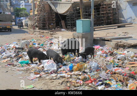 Récupération de déchets porcins street à Jaipur en Inde. Banque D'Images