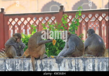 Singe sauvage du Monkey temple à Jaipur en Inde Banque D'Images