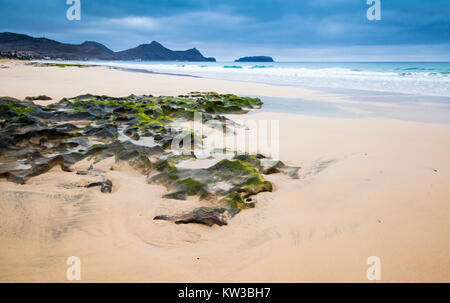 Pierre mouillée avec algues vertes sur la plage de l'île de Porto Santo, l'archipel de Madère, Portugal Banque D'Images