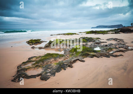 Pierres côtières humides avec des algues vertes sur la plage de l'île de Porto Santo, l'archipel de Madère, Portugal Banque D'Images