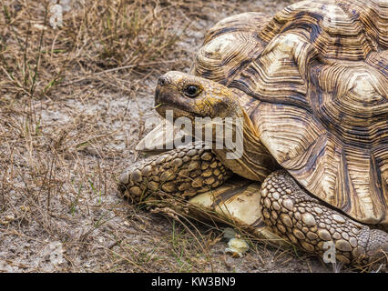 Une tortue géante d'Aldabra (Aldabrachelys gigantea) Banque D'Images
