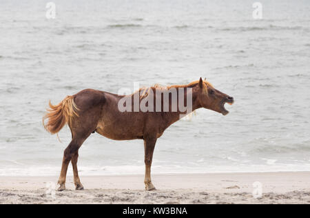 Un poney Sauvage, cheval, de Assateague Island, Maryland, USA sur la plage. Ces animaux sont également connus sous le nom de Assateague Cheval ou poneys Chincoteague. Banque D'Images