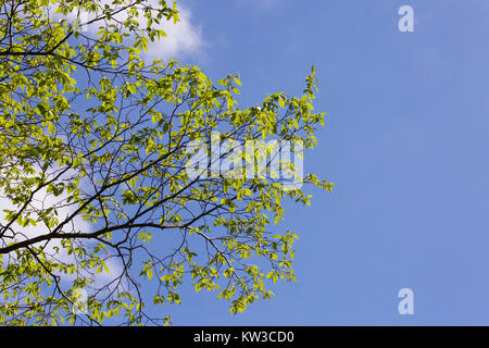 Tree blossoming en anglais Printemps Banque D'Images