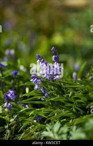 Jacinthes sauvages dans un jardin anglais Banque D'Images