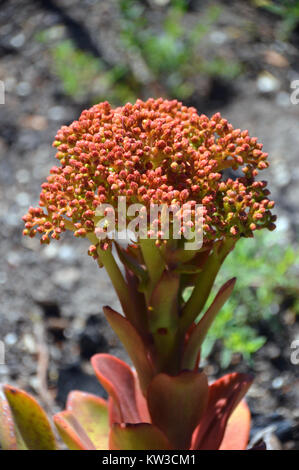 Seul Aeonium nobile (Crassulacées) fleur cultivée dans les jardins de l'abbaye, l'île de Tresco, Penzance, Cornwall, UK Banque D'Images