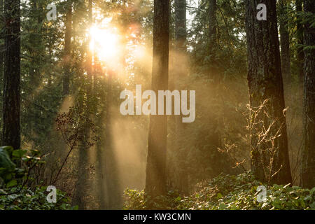 Les rayons du soleil percent le brouillard et la brume dans les bois dans la région de Lynn Canyon Park, North Vancouver, Colombie-Britannique, Canada Banque D'Images