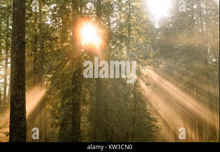 Les rayons du soleil percent le brouillard et la brume dans les bois dans la région de Lynn Canyon Park, North Vancouver, Colombie-Britannique, Canada Banque D'Images