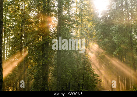 Les rayons du soleil percent le brouillard et la brume dans les bois dans la région de Lynn Canyon Park, North Vancouver, Colombie-Britannique, Canada Banque D'Images