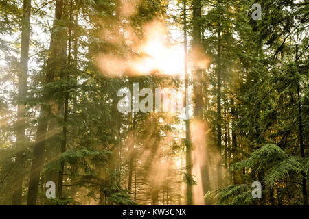 Les rayons du soleil percent le brouillard et la brume dans les bois dans la région de Lynn Canyon Park, North Vancouver, Colombie-Britannique, Canada Banque D'Images