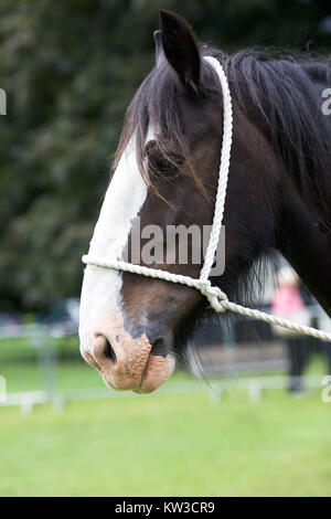 Shire Horse en montrant UK Banque D'Images