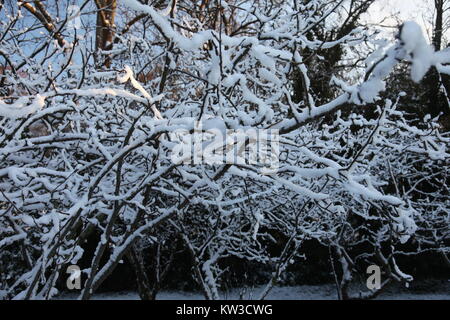 Branches d'arbres couverts de neige de l'hiver, le comté de Kerry, Irlande Banque D'Images