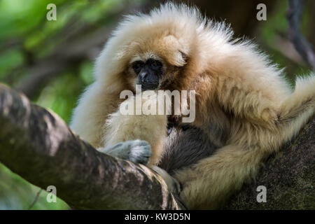 Les mains blanches ou gibbon lar gibbon (Hylobates lar) Banque D'Images