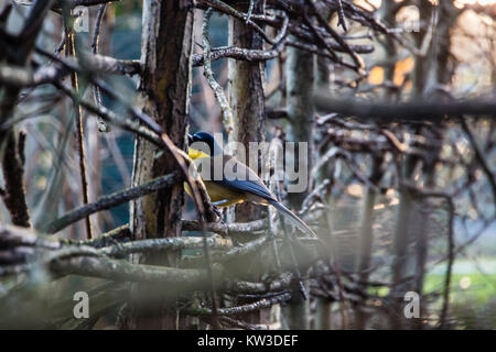 Blue-laughingthrush Garrulax courtoisi (couronné) Banque D'Images