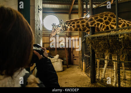 En prenant des photos des visiteurs de Rothschild Girafe (Giraffa camelopardalis rothschildi) au Zoo de Marwell à Winchester, Royaume-Uni, déc 2017 Banque D'Images