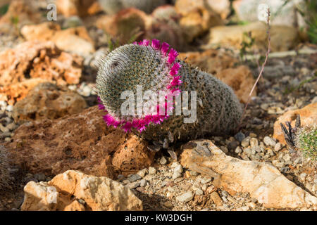 Divers cactus plantés dans le sol, gros plan Banque D'Images