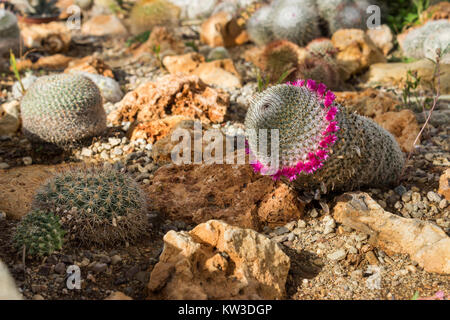 Divers cactus plantés dans le sol, gros plan Banque D'Images