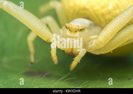 Araignée crabe (Misumena vatia) close up macro photo de son siège. Thurles, Tipperary, Ireland. Banque D'Images