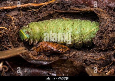 Eyed Hawk Moth caterpillar (Smerinthus ocellata) à l'intérieur d'un morceau de bois pourri sur le sol de la forêt. Cahir, Tipperary, Irlande. Banque D'Images