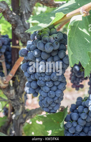 Isolés, close-up de plusieurs grappes de raisin Zinfandel sur la vigne, et feuilles de vigne verte Banque D'Images