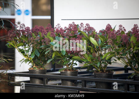 Skimmia japonica rubella en vente sur market Banque D'Images