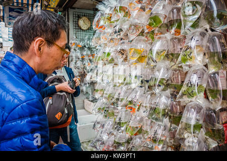 Marché de poissons rouges de hong kong Tung Choi Street Banque D'Images