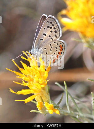 L'image capture le papillon BLEU (Plebejus acmon) dans son habitat naturel près de Harshaw Road, Arizona, dans les montagnes Patagoniennes. Le papillon est vu se reposer sur un pinceau de lapin, présentant ses ailes bleues vives et ses marques caractéristiques, fournissant un aperçu de la biodiversité locale. Banque D'Images