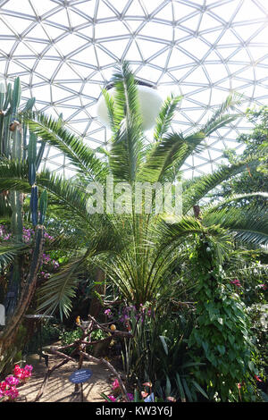 Le Bloedel Floral Conservatory, situé dans le parc Queen Elizabeth à Vancouver, au Canada, est un jardin tropical abritant diverses espèces végétales, offrant une exposition vibrante de fleurs, de plantes et de verdure luxuriante toute l'année. Banque D'Images