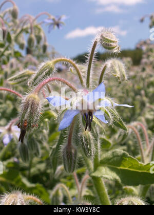 L'image montre Borago officinalis, communément appelé bourrache, une plante à fleurs connue pour ses propriétés médicinales. La plante est souvent utilisée dans les remèdes à base de plantes, et ses feuilles et fleurs sont comestibles. Originaire d’Europe, la bourrache est aujourd’hui largement cultivée pour ses bienfaits pour la santé et ses usages culinaires. Cette image a été prise à Connellsville le 24 juin 2015. Banque D'Images