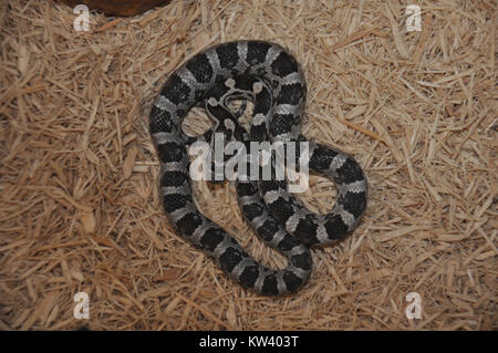 Un serpent de maïs albinos noir est une forme rare du serpent de maïs commun, avec une coloration noire et blanche distinctive. C'est un animal populaire en raison de sa nature docile et de sa facilité de soins. Banque D'Images