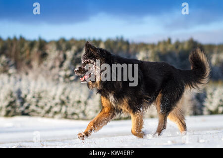 Chien Berger allemand noir s'exécutant sur un matin d'hiver ensoleillé Banque D'Images